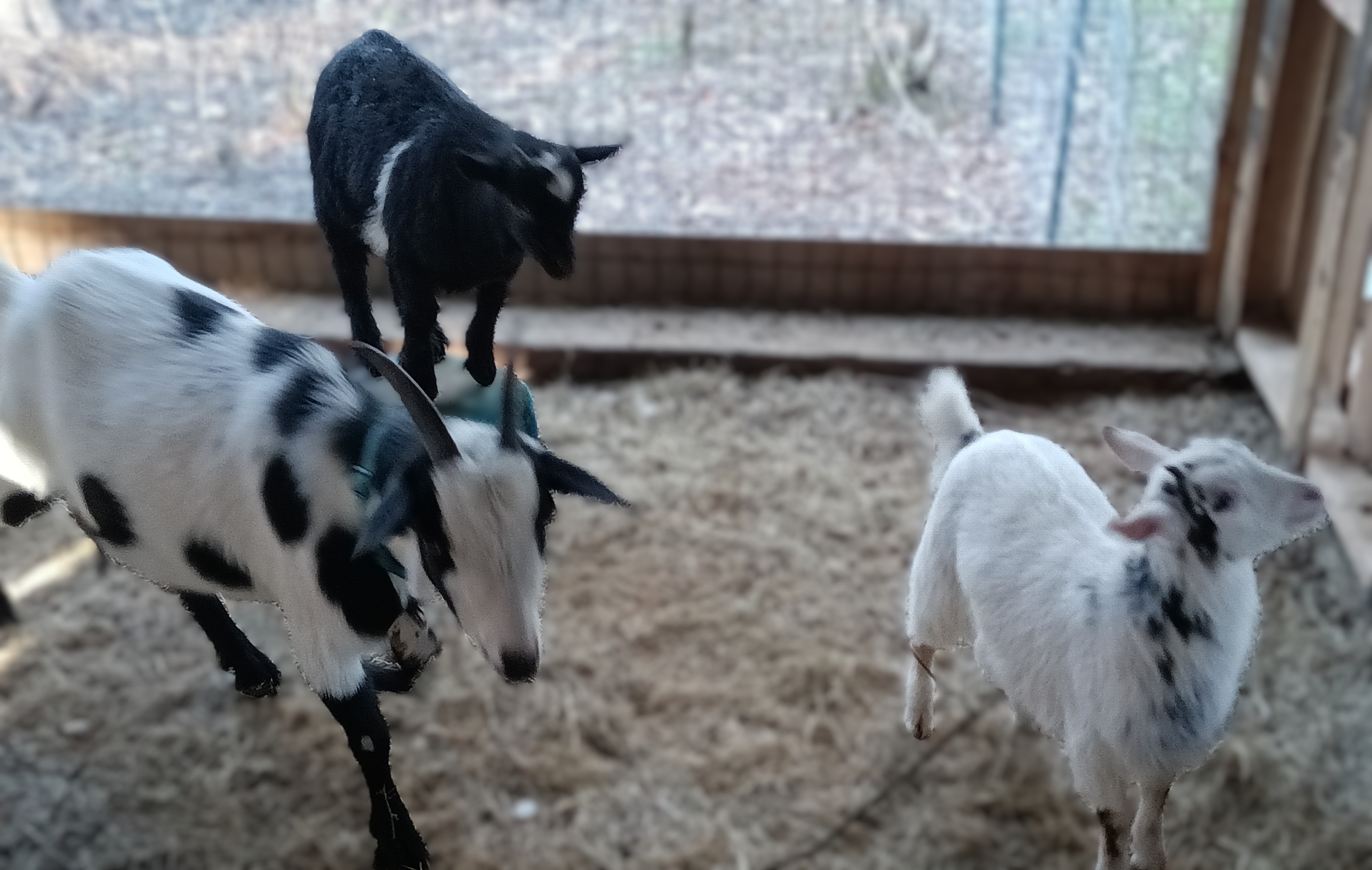 Mamma goat with her kids