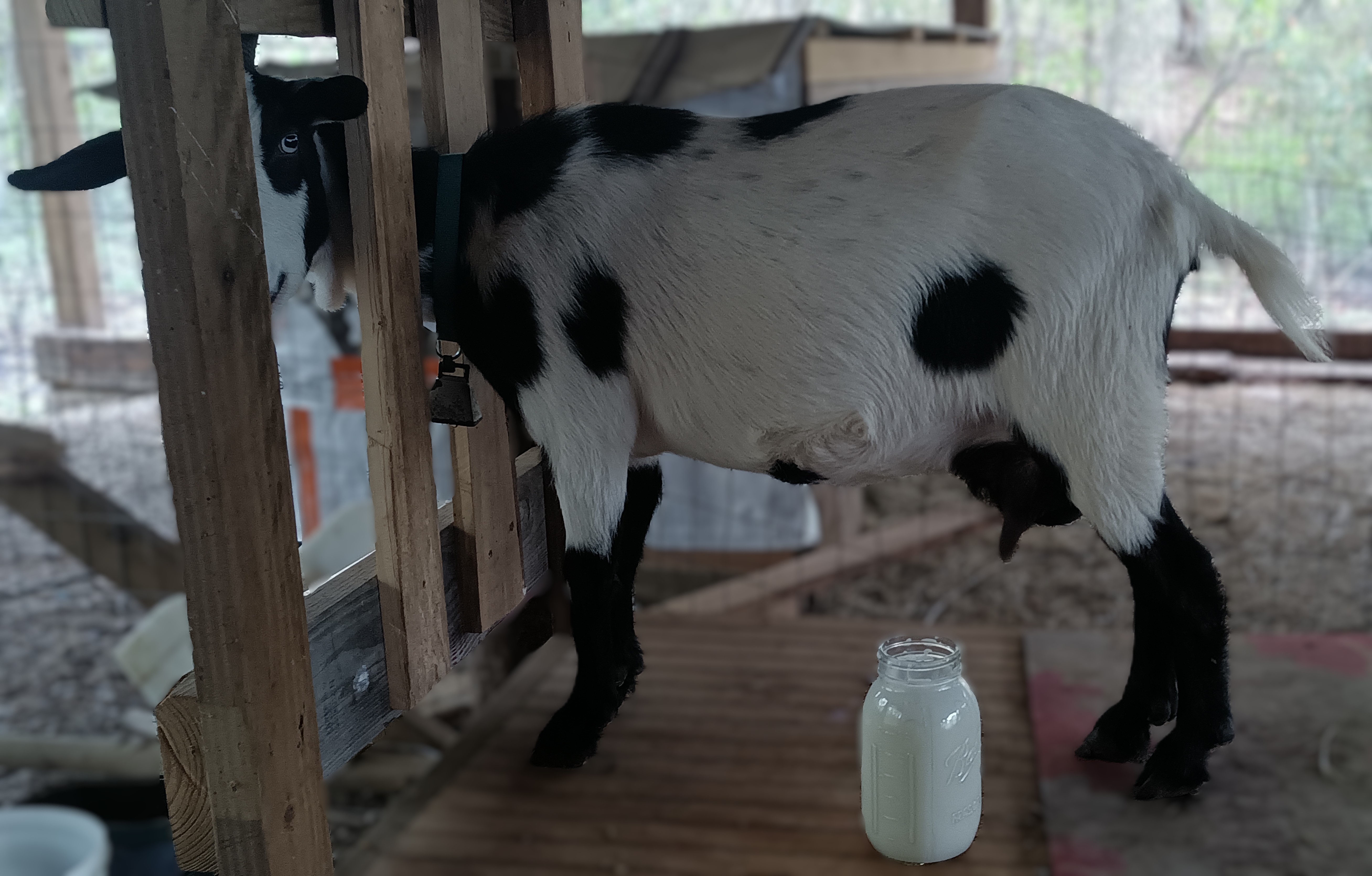 Goat on a milk stand with a quart of milk