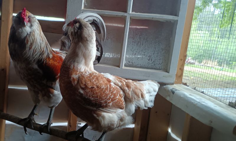 Rooster and hen on a roost in a coop